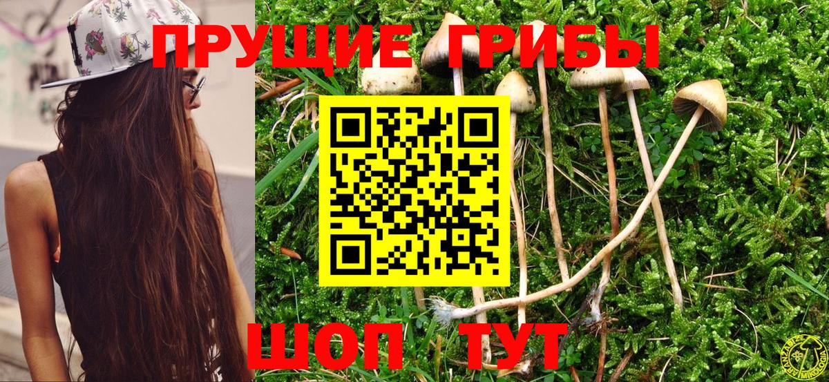 Галлюциногенные грибы Cubensis Павловский Посад